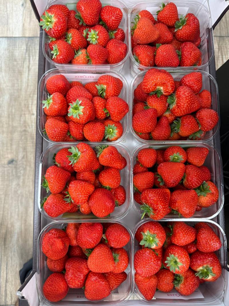 Barquettes de fraises fraîches rangées dans leur caisse