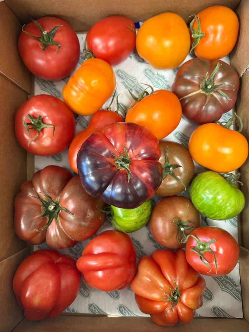 Cageot de tomates anciennes multicolores : cœur de bœuf, noire de Crimée, ananas jaune, green zebra
